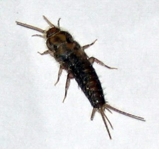 silverfish.jpg