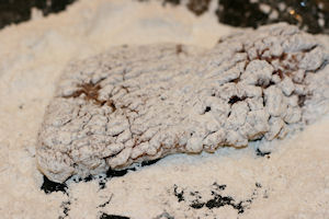 Country Style Cube Steak