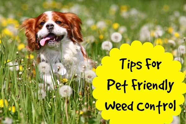weed control pet friendly
