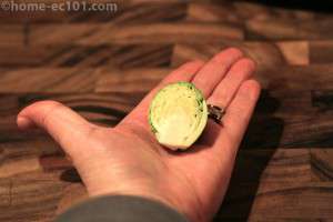 sprout bisected