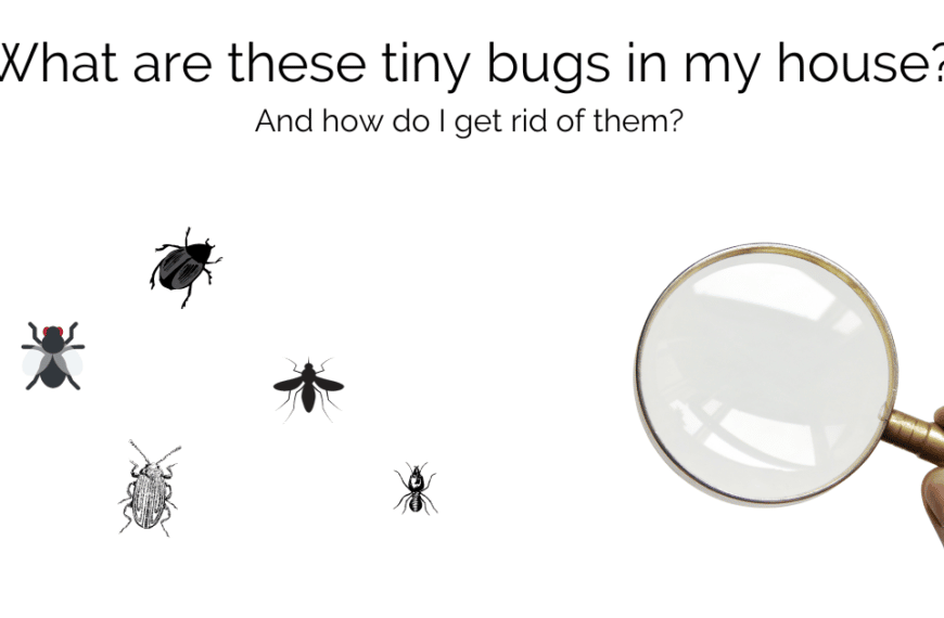 What Are These Tiny Bugs on My Window Sill?